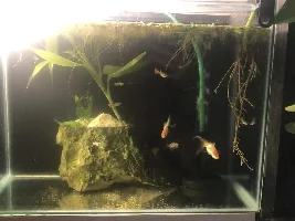 Failed pond, transitioning into fishtank