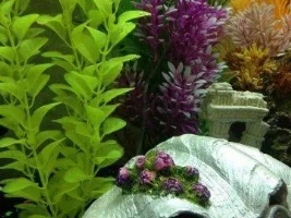 Brand New 36 Gallon Tank With Scratches! Help
