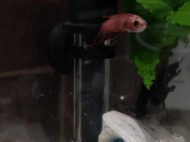 How long will a betta suffer from temperature shock?