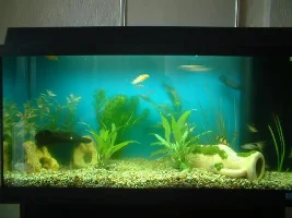 Complete Revamp