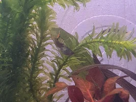 Guppy acting strange
