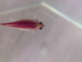 Sudden death of Danio