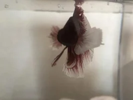 New beta one Gill flared