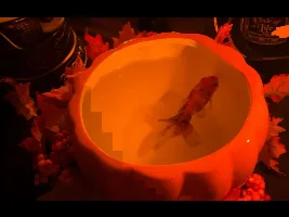 Fish spells