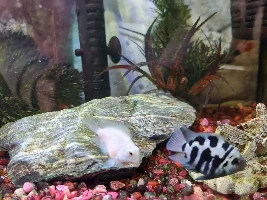 Baby fish! Not sure what species...