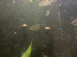 Batman snails… Neritina auriculata… got a few of these on my last order… anyone tried them yet???