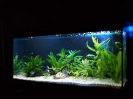 pics from after losing 20+ fishes, as it is now