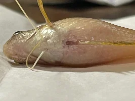 Gourami not looking good