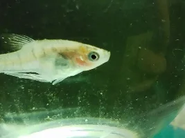Tiny white/grey dots and patches [livebearers]