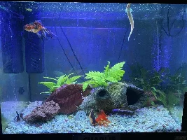 Happy tanks
