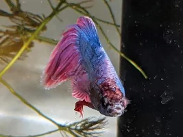 Fin Injury or Fin Rot? Discoloration on Head?