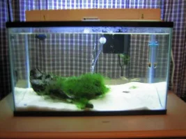 ~starfishpower's 10 Gallon Planted Journal~