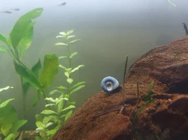 The Arch - My messy journey to a 180L planted paradise
