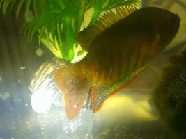 Indian Gourami White Lump On Tail. Fungus? Parasite?