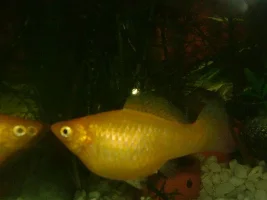 Molly Pregnant?