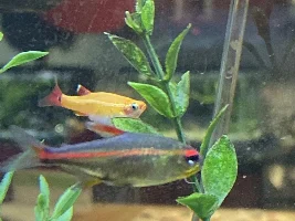 What Is Wrong With My Tetras?