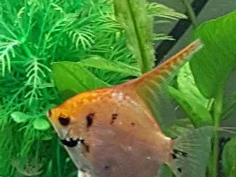 Possible illness(es) freshwater angelfish
