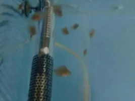 Our Discus Fish Sheds