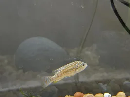 Help Id this cichlid