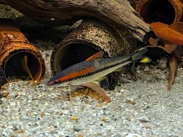 Attempting to document color change of Denison Barb from normal to gold.