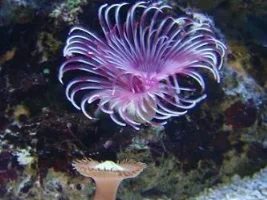 New Clam And Feather Duster
