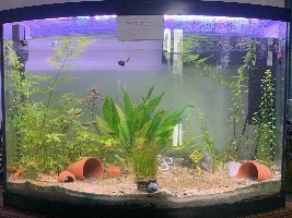 Vote Now - May 2023 Tank of the Month Contest (31 Gal & Larger)