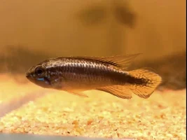 Pacific Aquarium