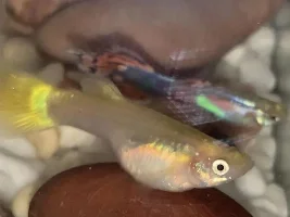 Is my guppy pregnant?