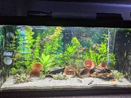 A place 4 my questions & ponderings as I build a 34 Gallons (127L) tank