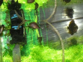 New set up in an old tank