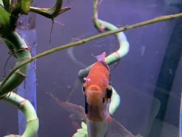 Angel Fish with parasite?