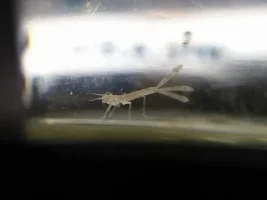 Bug in freshwater aquarium