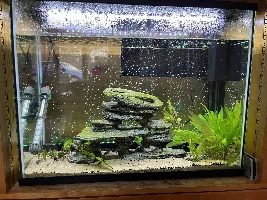 Timing between health issues and new fish