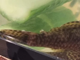 What is this on my BN Pleco?