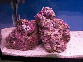 My Marine Tank