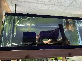 Flowerhorn or Red Terror