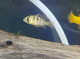 Balloon Bolivian Ram