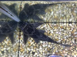 Urgent: Common Pleco needs new home!