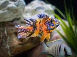 Post Your Favorite Fish Picture!