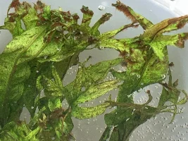 Black Beard Algae on Windelov Fern