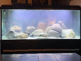 My tanks