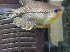Pearl Gourami sick 😞