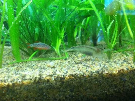 How To Do Amano Shrimp Breeding
