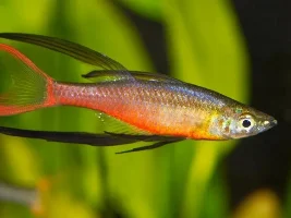 Which tank mate(s) do you find most appealing?