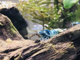 Blue bolt