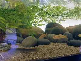 Slimmed Down Fish Room Journal