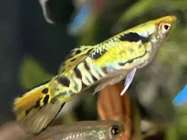 Funny fish