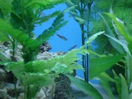 Backtotropical's Main Tank