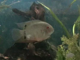 Young Severum Near Leeds