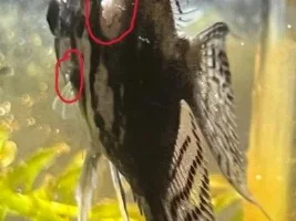First Angelfish - fungal treatment didn't help. What to do?
